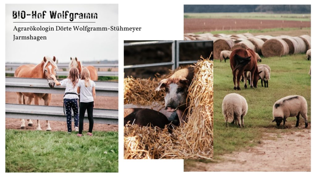 Eindrücke vom Bio-Hof Wolfgramm. Kinder streicheln Haflinger Pferde. Glücklich wirkende Schweine im Stroh. Pferde und Schafe auf der Weide.