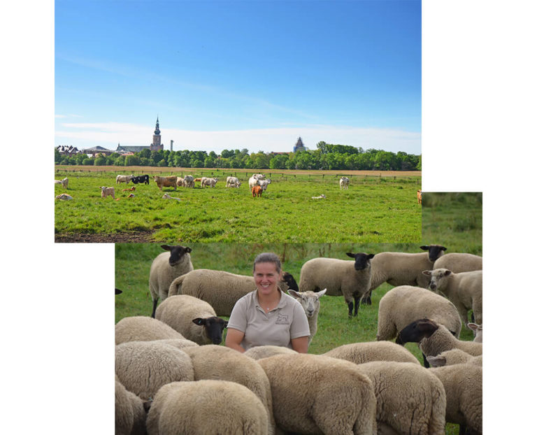 Es sind zwei Fotos des Landwirtschaftsbetriebes Wolfgramm aus Jarmshagen zu sehen. Ein Foto zeigt grasende Rinder auf einer Weide. Das zweite Foto zeigt Dörte Wolfgramm-Stühmeyer lächelnd inmitten ihrer Schafherde.