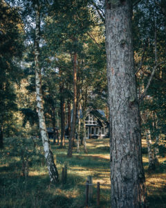 Hiddensee, Haus im Kiefernwald