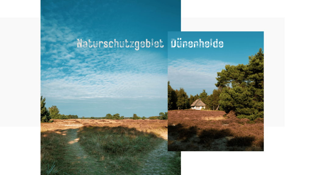 Wanderung durch die Dünenheide Hiddensee im Herbst