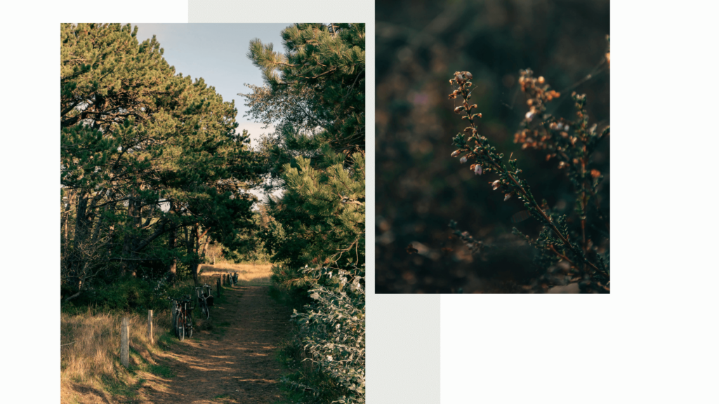 Wanderung auf Hiddensee im Herbst, Von Neuendorf durch die Heide Richtung Vitte