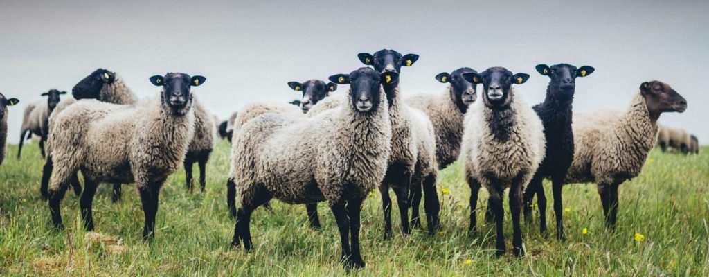 Nordwolle Rügen Gutes aus Vorpommern