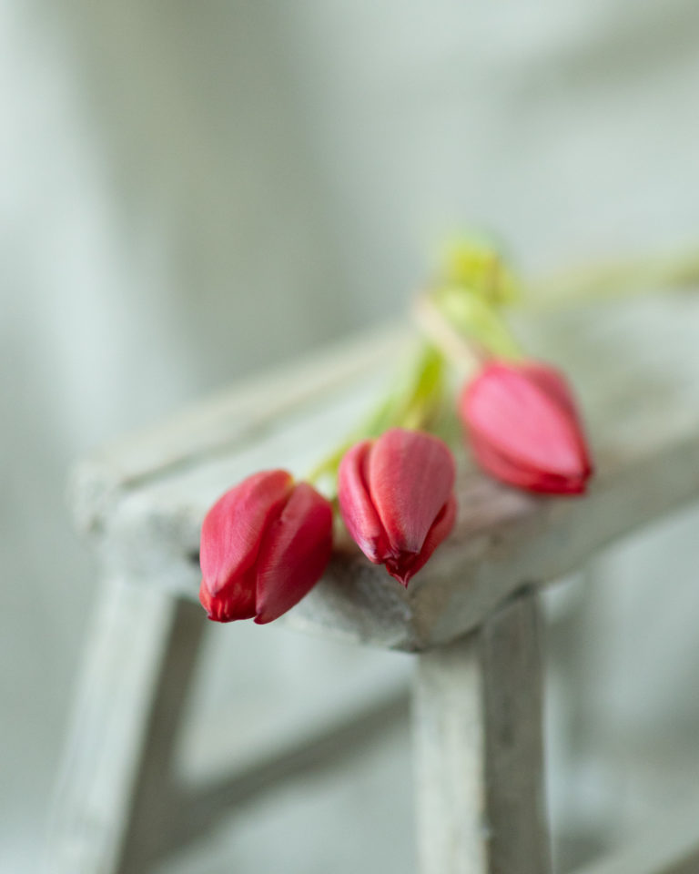 pinke-Tulpen-Osterdeko