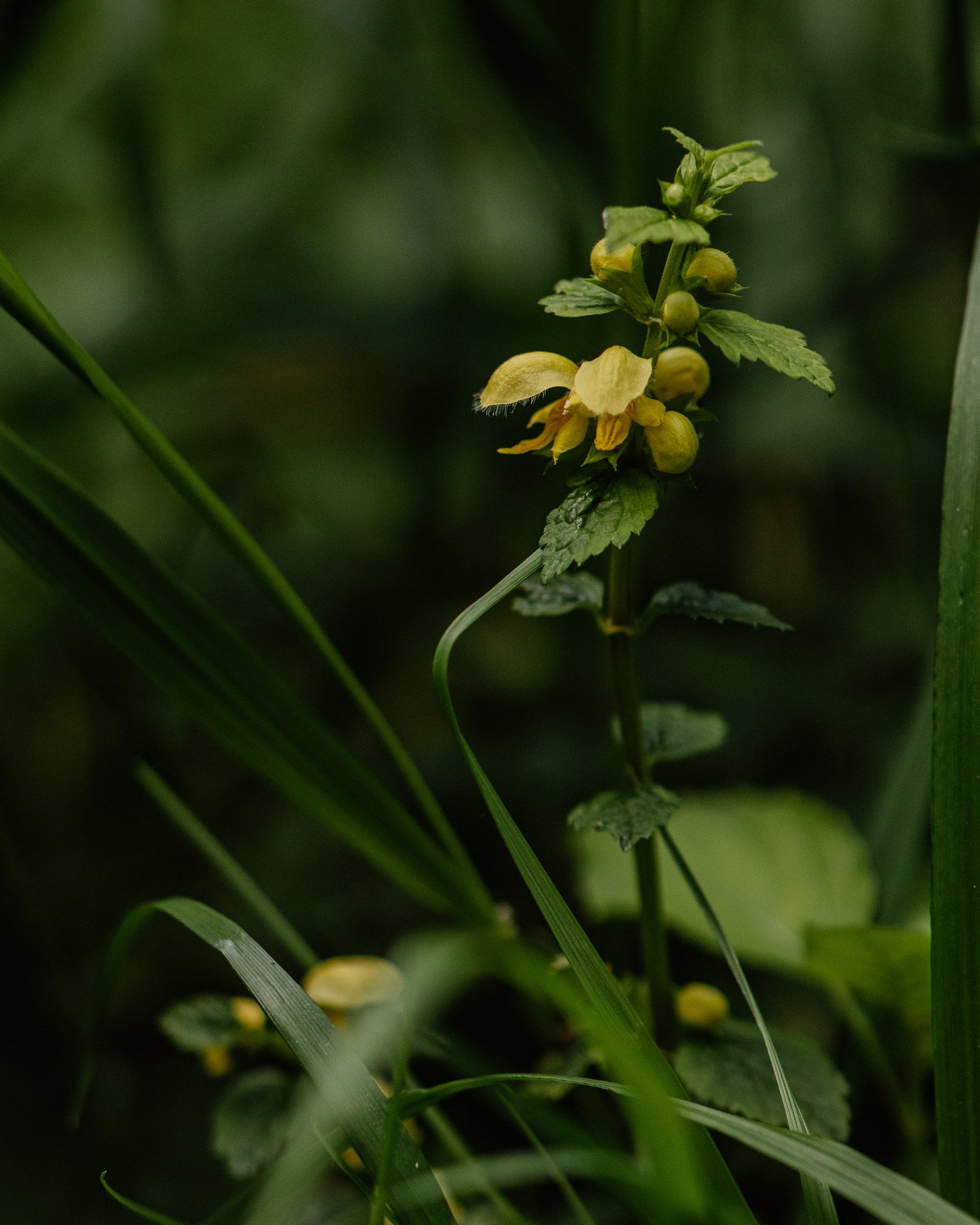 Blühendes im Moor Rügen