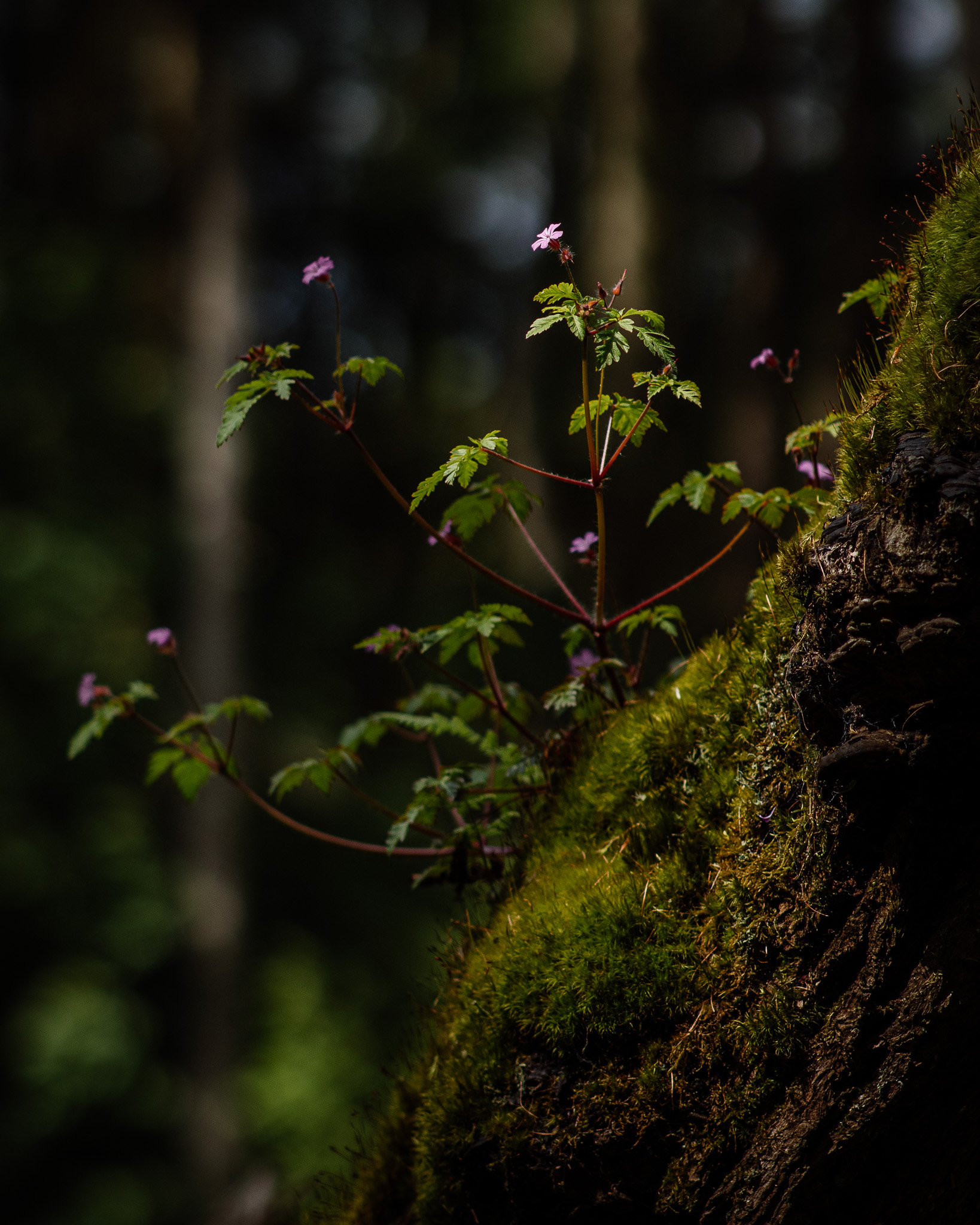 Goor Wanderung Schirmeiche Ruegen