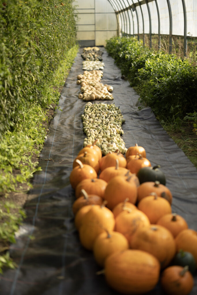 Kürbisse beim Insel e.V. Kransdorf für das Kürbissuppenrezept