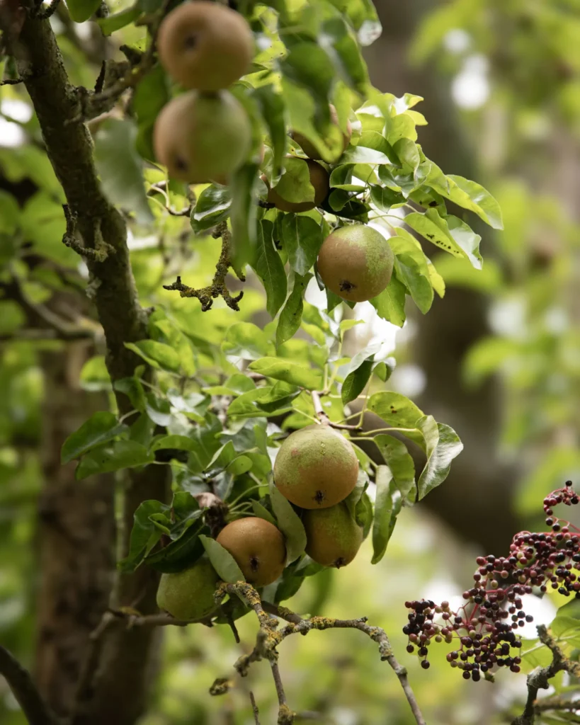 Birnen aus dem Kürbissuppenrezept - an einem Birnenbaum hängend