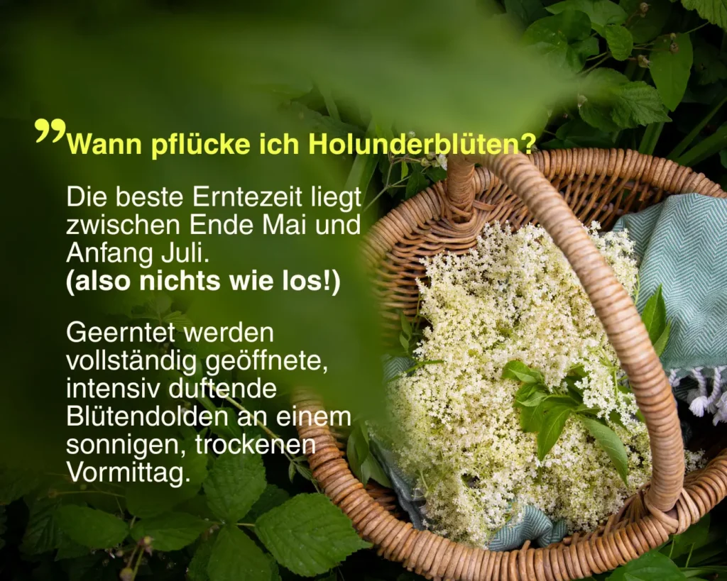 Antwort auf die Frage "Wann pflücke ich Holunderblüten?"