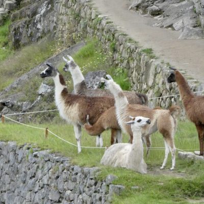Lamas in Machu Picchu
