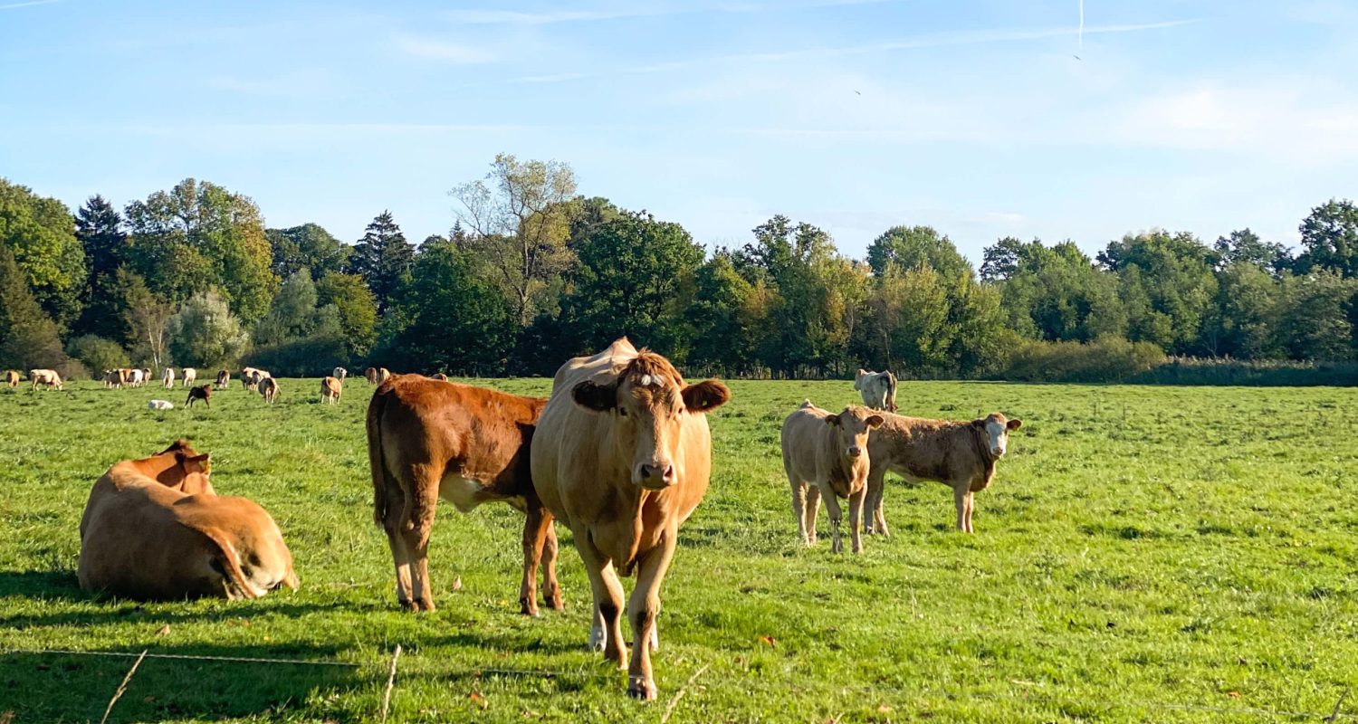 Rinder auf einer grünen Wiese mit blauem Himmel